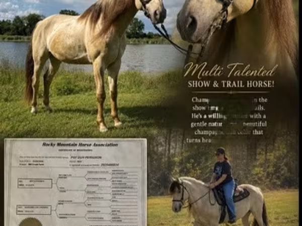 குதிரை, Rocky Mountain Horse