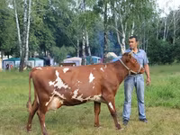गाय, लाल-धब्बेदार नस्ल — फ़ोटो 3