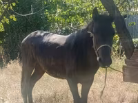 Koń, French Trotter — zdjęcie 2