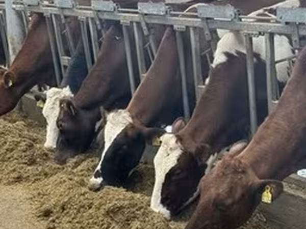 Dänisches rotes Rind