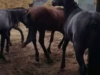 雄馬, Horse breed — 写真 6