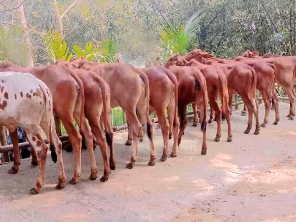 Vache, Buffle