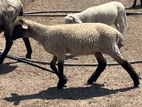 Baran, Hampshire sheep — zdjęcie 3