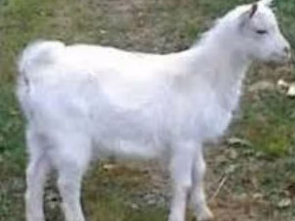 Kozioł, Saanen goat