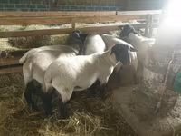 Brebis, Baerchuke sheep — photo 1