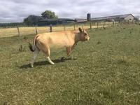 गाय, Partenaise cattle — फ़ोटो 3