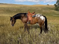 குதிரை, Horses of Sable Island — புகைப்படம் 3