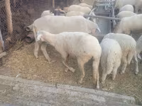 Widder, Merino sheep — Foto 4