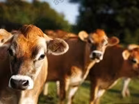 गाय, कजाख़स्तानी सफेद सिर वाली गाय — फ़ोटो 7