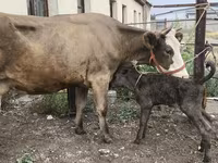 İnek, Simmental cattle — foto 2