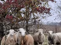 Bélier, Katum sheep — photo 7