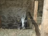 Ziege, Alpine goat — Foto 4