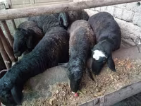 ஆண் ஆடு, Rhon sheep — புகைப்படம் 1