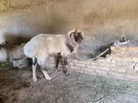 Bélier, Rhon sheep — photo 4
