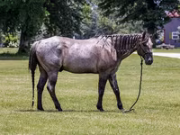 Aygır, Quarter Horse — foto 3