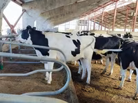 Krowa, Simmental cattle — zdjęcie 5