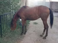 Kobyła, Anglo-Arabian — zdjęcie 6