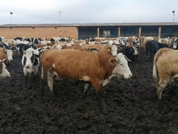 Cattle