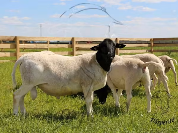 公羊, Dorper sheep