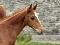 Koń, Anglo-Arabian — zdjęcie 1