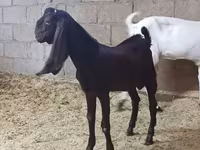 عنزة, Kamori goats — الصورة 5
