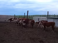 Cow, Kazakh White-headed cow — photo 3