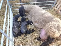 मेढ़ा, Dorper sheep — फ़ोटो 4