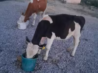 Taureau, Swiss cattle — photo 5