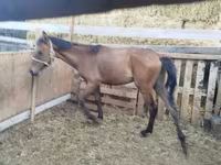 Koń, French Trotter — zdjęcie 2