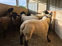 Carneiro, White Suffolk sheep — foto 3