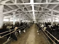 गाय, Yaroslavl cattle — फ़ोटो 5
