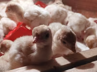 بيغ 6 — الصورة 3