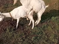 雄ヤギ, Saanen goat — 写真 4