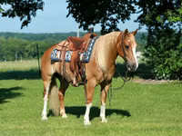Caballo, Gypsy horse — foto 2