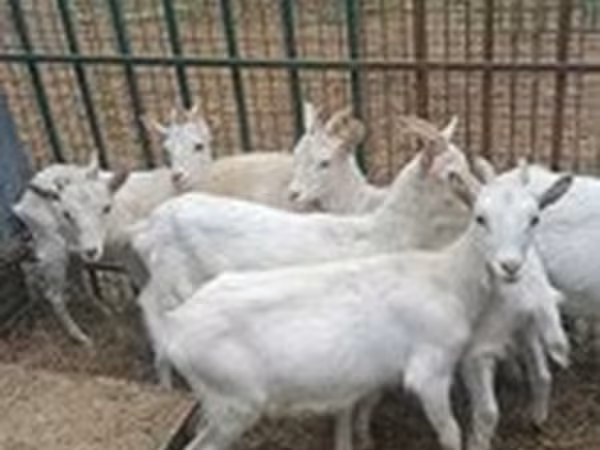 بکریاں