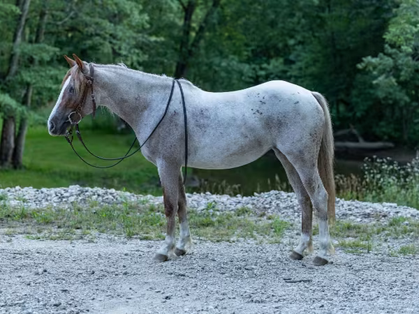 Stute, Quarter Horse