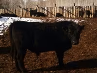 Vaca, Aberdeen-Angus — foto 8