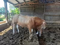 Touro, Blonde d’Aquitane cattle — foto 5