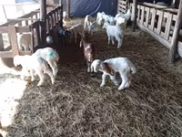 Koyun, Awassi sheep — foto 3