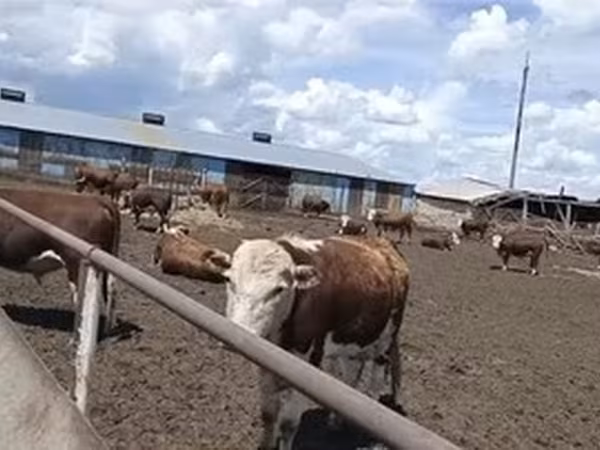Kazachska białogłowa krowa