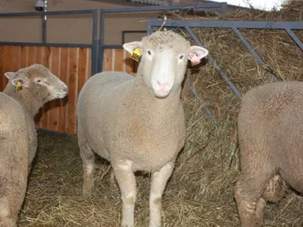 Koç, Dorset horn sheep