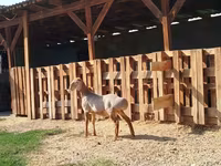 Carnero, Edilbay sheep — foto 2