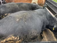 Vache, Bovins — photo 1