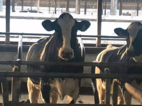 गाय, Simmental cattle