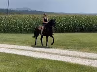 घोड़ी, Przewalski's horse — फ़ोटो 2
