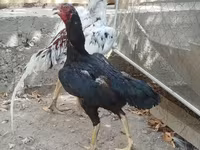 Chickens — புகைப்படம் 1