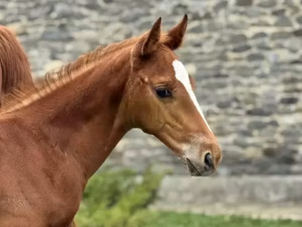 Koń, Anglo-Arabian