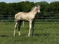 घोड़ी, Rocky Mountain Horse — फ़ोटो 8