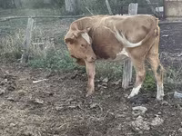 பசு, Latvian Blue cattle — புகைப்படம் 3