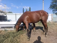 घोड़ी, Thoroughbred horse — फ़ोटो 6